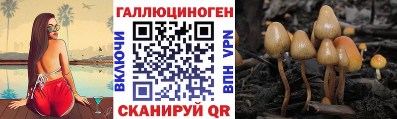 закладки  Александровск  Псилоцибиновые грибы MAGIC MUSHROOMS 